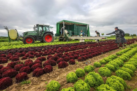 Soest, Sauerland, North Rhine-Westphalia, Germany - Vegetable cultivation, harvest helpers