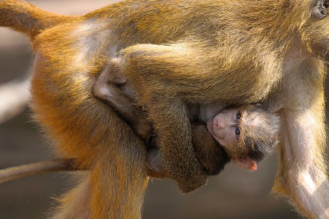 A baboon protectively carrying its young, Guinea baboon (Papio papio), captive, Germany, Europe