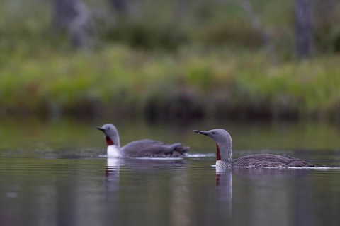 Red-throated diver (Gavia stellata), Sweden, Europe