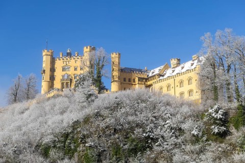 Picturesque yellow castle rises above a wintry landscape with snow-covered trees, Hohenschwangau