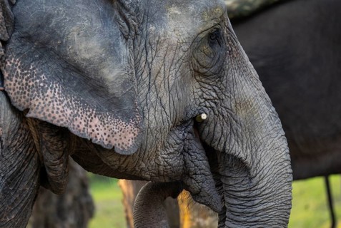 Asian captive elephant eating sugarcane using trunk