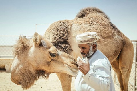 Camel breeder with his dromedaries (Camelus dromedarius) on his farm near Shisr, Dhofar, Oman, Asia