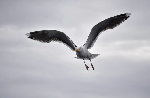 Great black-backed gull (Larus marinus) in flight in Norway