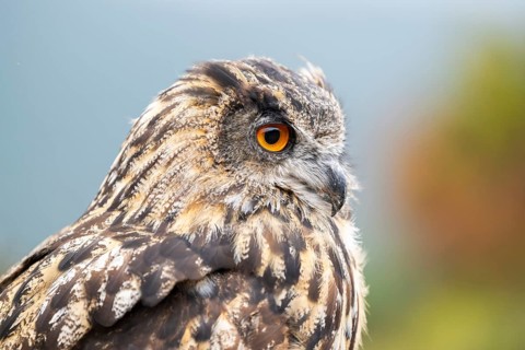 Portrait of an Eurasian eagle-owl (Bubo bubo), captive, Pyrenees, Catalonia, Spain, Europe