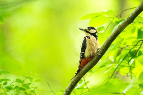 Great spotted woodpecker (Dendrocopos major) sitting on a branch, Bavaria, Germany, Europ, Europe