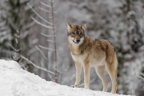 A young grey wolf (Canis lupus lupus) runs across the sloping, snow-covered meadow at the edge of a