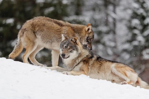A young grey wolf (Canis lupus lupus) plays with its father on the sloping, snow-covered meadow on