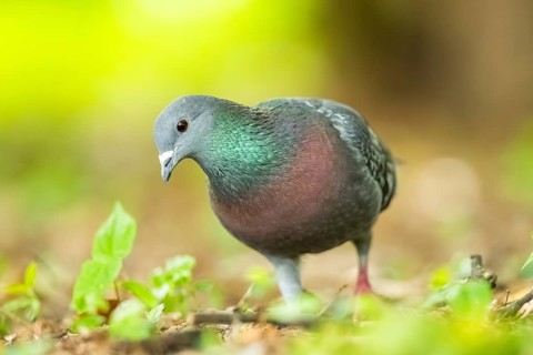 Feral pigeons (Columba livia domestica) walking on the ground, Bavaria, Germany, Europe