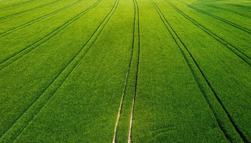 Drone image, grain field with lanes on the field, from above, agriculture, Innviertel, Upper