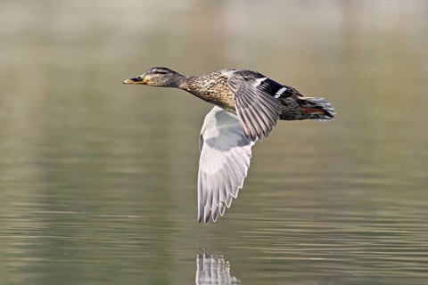 Mallard (Anas platyrhynchos), female in flight, Flachsee, nature reserve, Reusstal, Canton Aargau,
