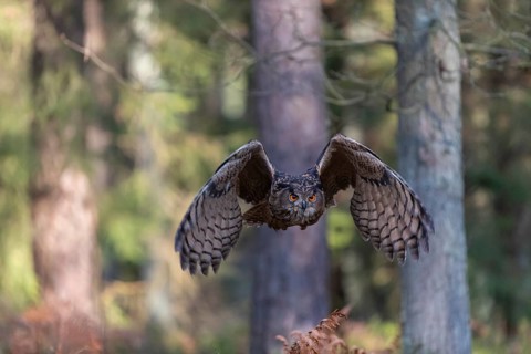 One Eurasian Eagle Owl, Bubo bubo, flying thru a forest with ferns on the ground