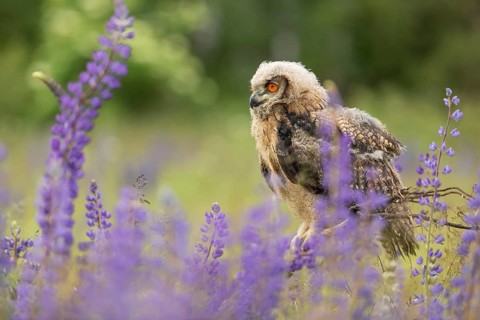 One young Eurasian Eagle Owl, Bubo bubo, sitting on a twig between lupines growing on a meadow