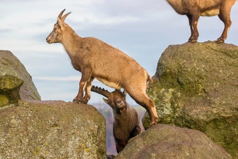 Two ibex (Capra ibex), a male and a female, stand on a rock. The male shows some flehming and