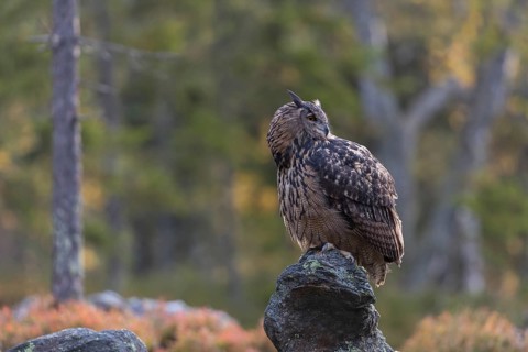 One Eurasian Eagle Owl, Bubo bubo, sitting on grey rocks, a green forest in the background. Early