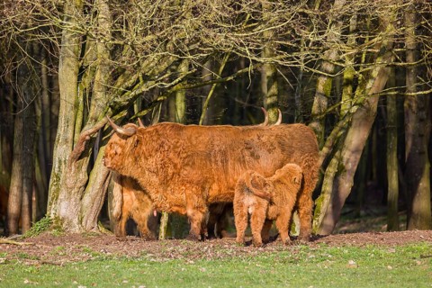 A family of Highlands (Bos (primigenius), a bull, a cow and a calf stand on a pasture at a forest