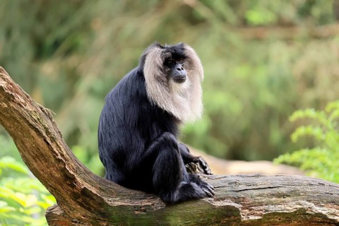 Bearded monkey, Wanderu, (Macaca silenus), adult, on tree trunk, alert, India, Asia