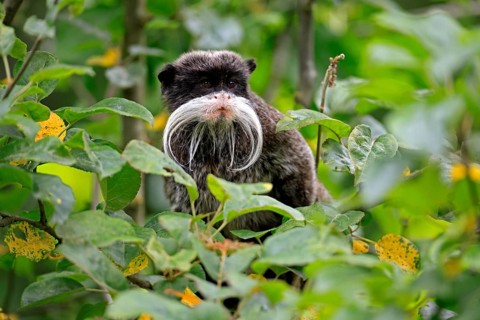 Emperor bearded tamarin (Saguinus imperator subgrisescens), adult, on tree, portrait, alert, South