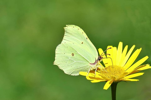 Lemon butterfly (Gonepteryx rhamni), male sitting on a yellow flower, Wilnsdorf, North