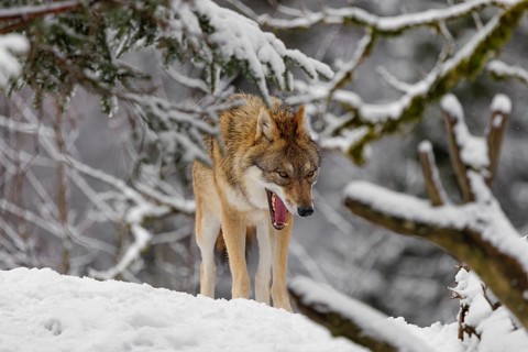 An adult female grey wolf (Canis lupus lupus) stands yawning in the thicket of a sloping,