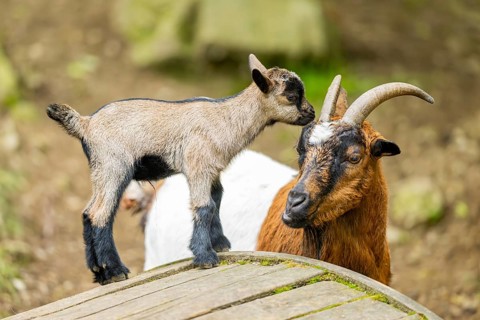 Close-up of domestic goat (Capra aegagrus hircus) mother with her kids, Bavaria, Germany, Europe
