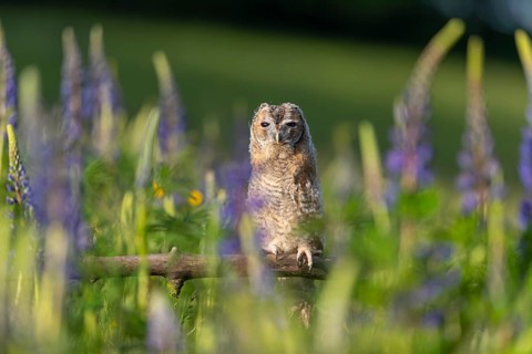One young Ural owl (Strix uralensis) sitting on a branch lying in a field of flowering lupines in
