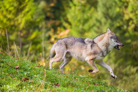 A eurasian gray wolf (Canis lupus lupus) runs across a meadow down a hill. Early morning light
