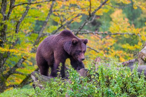 A young male brown bear (Ursus arctos arctos) stands on top of a small hill. Trees in fall foliage