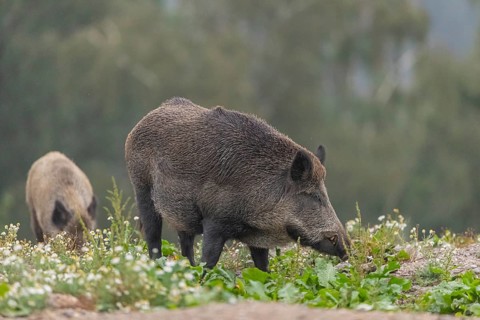Two adult wild boar or wild pig (Sus scrofa) searching for food on a flowering meadow in late