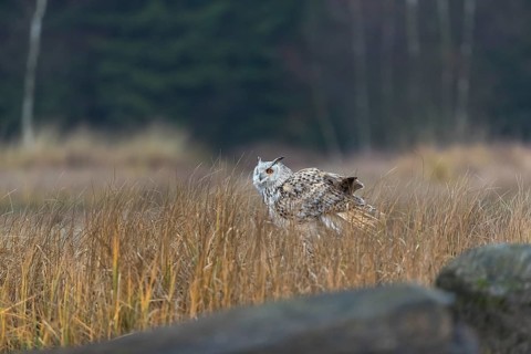 One Siberian Eagle Owl (Bubo bubo sibiricus) sitting on the ground between tall reed grass