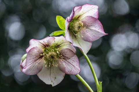 Lenzrose (Helleborus orientalis-Hybride Picote), Emsland, Lower Saxony, Germany, Europe