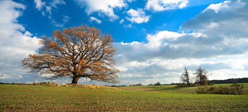 Solitary oak tree in autumn colours in a field, blue sky with stormy clouds, near Röbel,