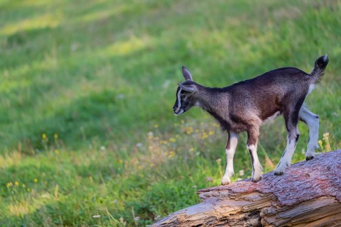 One Tauernschecke goatling, Capra aegagrus hircus, standing on a tree trunk lying on meadow