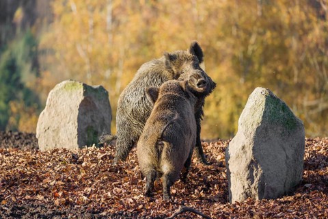 Two wild boar or wild pig (Sus scrofa) fight on an opening