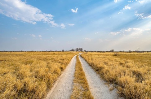 Road, track between yellow dry grass leads to Baobabs, Baine's Baobabs, Nxai Pan National Park,