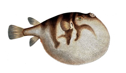 Fish, fish, genus of the puffer fish family, Tetrodon hispidus, the Sea Weather-Cock, Historical,