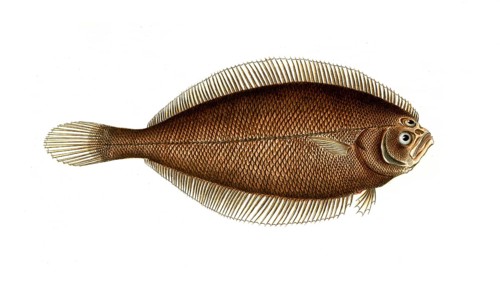 Fish, Fish, Limanda ferruginea, Syn.: Pleuronectes ferruginaeus, Yellowtail flounder, Historic,