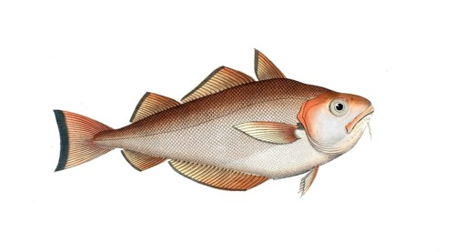 Fish, Fishes, Cod family, Gadus barbatus, the broad haddock, the whiting pout, Historical,