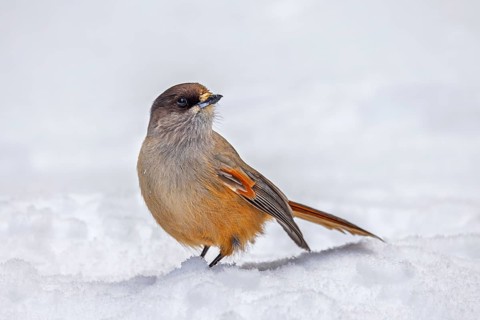 Siberian jay (Perisoreus infaustus, Corvus infaustus) foraging on snow covered ground in the taiga