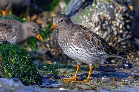 Purple sandpipers (Calidris maritima) in non-breeding plumage foraging among rocks on rocky shore