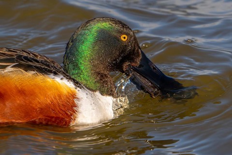 Northern shoveler (Spatula clypeata) adult male skimming crustaceans and plankton from the water's