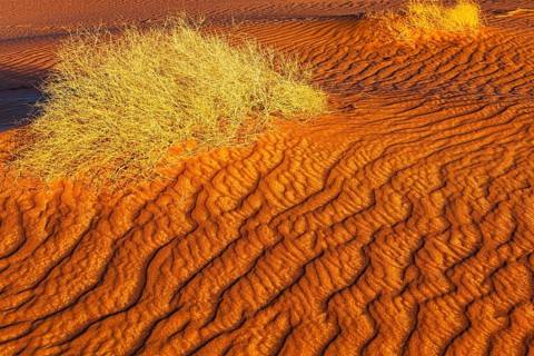 Wind-sculpted sand structure with green vegetation, in the Rub al Khali desert, Dhofar province,