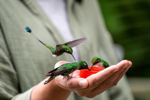 Young woman feeding hummingbirds, Mindo Forest Reserve, Mindo, Ecuador, Mindo Forest Reserve,
