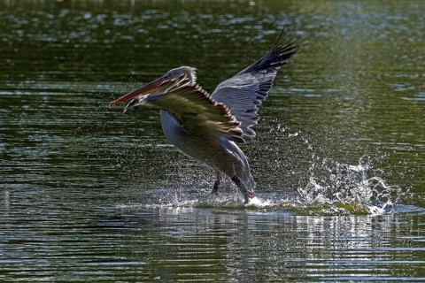 Pelican (Pelecanidae, Pelecanus), starts in the water, captive, Germany, Europe