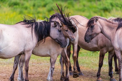A herd of tarpans (Equus ferus) stands in a clearing in the Masuria tarpan horse reserve, belonging
