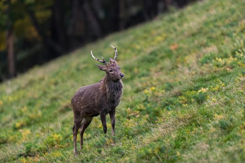 One male Manchurian sika deer or Dybowski's sika deer (Cervus nippon mantchuricus or Cervus nippon