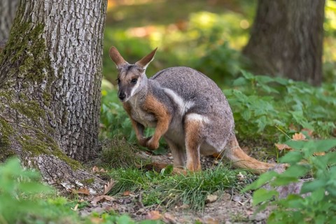One yellow-footed rock-wallaby (Petrogale xanthopus), or ring-tailed wallaby sitting on grass