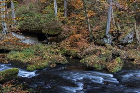 Flowing water with ferns and rocks in the Edmunds Gorge in autumn. River Kamnitz, Hrensko, Ustecky