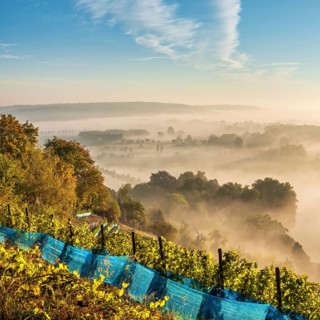 Vineyard in the morning light, view over landscape with morning fog in the Saale valley near