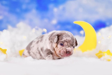 Young wrinkly merle French Bulldog dog puppy between fluffy clouds with stars and moon