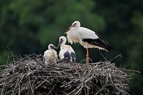 White stork (Ciconia ciconia), adult with two chicks standing on eyrie, Canton Aargau, Switzerland,